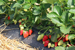 Frühe Erdbeeren im Folientunnel